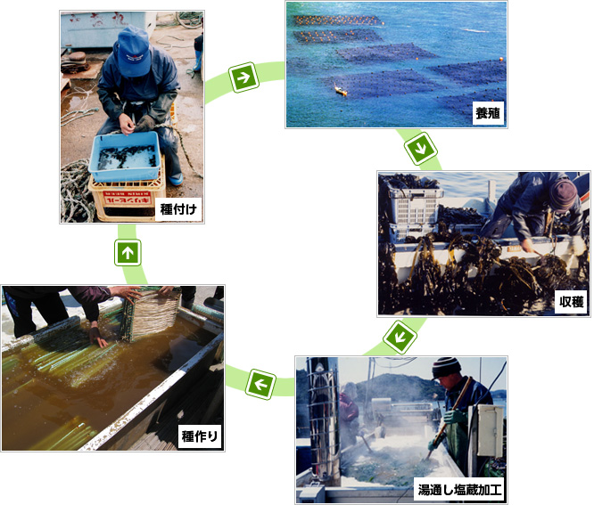 鳴門わかめができるまで